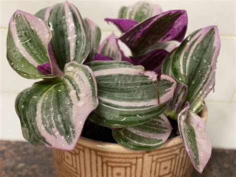 tradescantia plant care